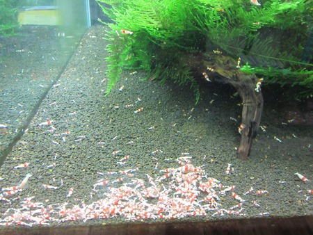 底面フィルターに軽石を敷いても エビ 飼育 繁殖 の ウインドミル８７ レッドビーシュリンプブログ