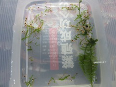 レッドビーシュリンプ繁殖でヤフオク！出品