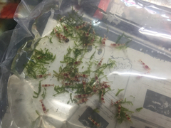 レッドビーシュリンプ繁殖でヤフオク！出品！