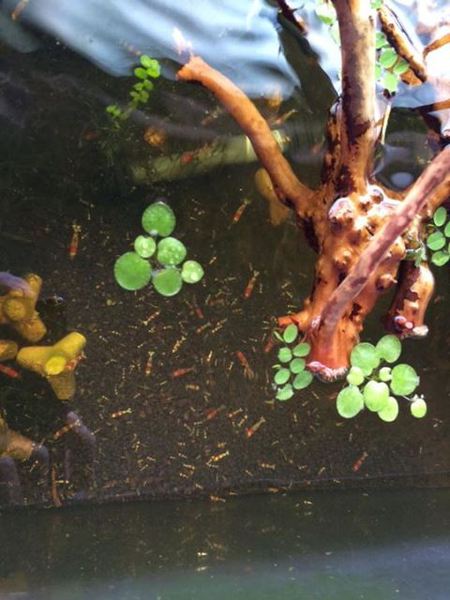 中さん宅　旧60ワイドエビ水槽　