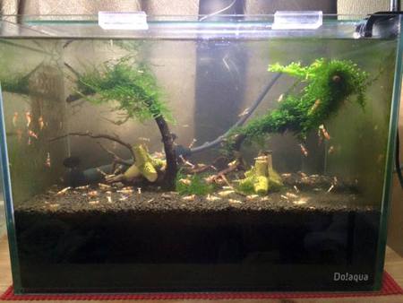 レッドビーシュリンプ繁殖でヤフオク！出品