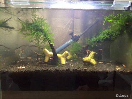 レッドビーシュリンプ繁殖でヤフオク！出品