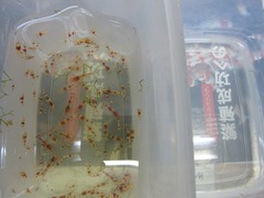 レッドビーシュリンプ繁殖でヤフオク！出品