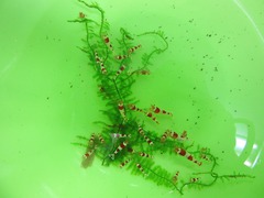 レッドビーシュリンプ繁殖で出品