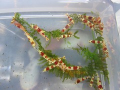 レッドビーシュリンプ繁殖で出品