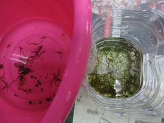 レッドビーシュリンプ繁殖でヤフオク！出品