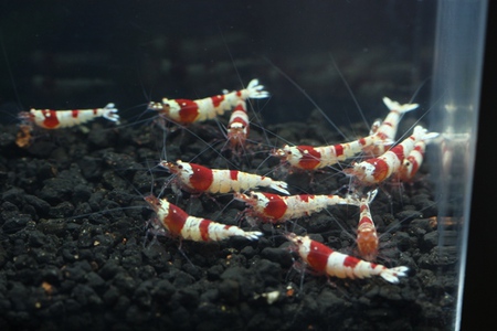 レッドビーシュリンプ繁殖でヤフオク！出品