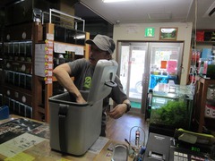 レッドビーシュリンプ繁殖でヤフオク！出品