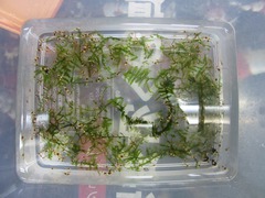 レッドビーシュリンプ繁殖でヤフオク！出品