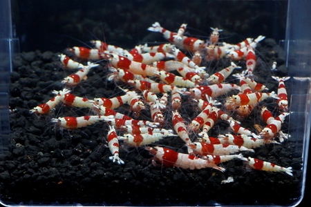 レッドビーシュリンプ繁殖でヤフオク！出品！