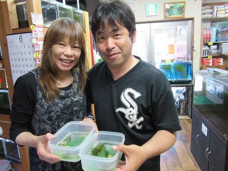 レッドビーシュリンプ繁殖でヤフオク！出品！