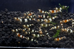 レッドビーシュリンプ繁殖でヤフオク！出品！