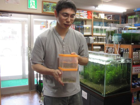 レッドビーシュリンプ繁殖でヤフオク！出品