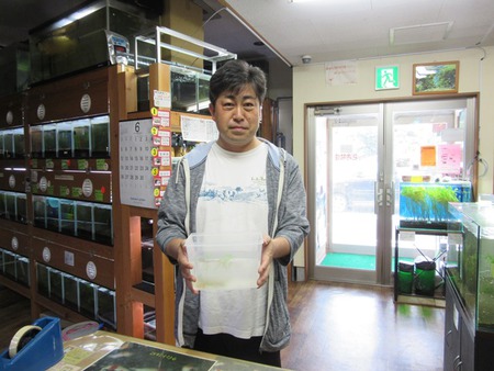 レッドビーシュリンプ繁殖でヤフオク！出品