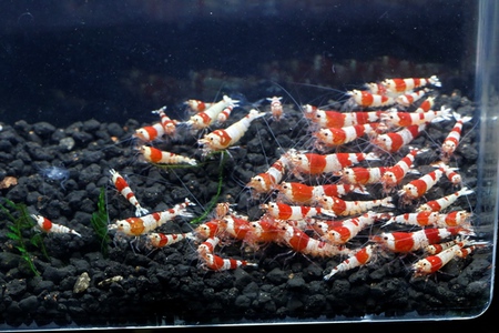 レッドビーシュリンプ繁殖成功でヤフオク！出品