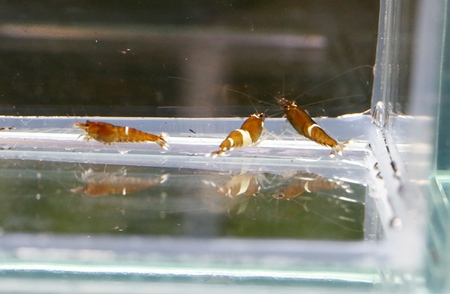 レッドビーシュリンプ繁殖成功でヤフオク！出品