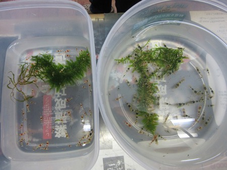 レッドビーシュリンプ繁殖成功でヤフオク！出品