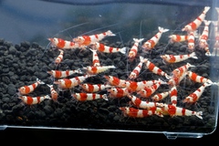 レッドビーシュリンプ繁殖成功でヤフオク！出品