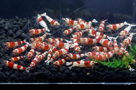 レッドビーシュリンプ繁殖成功でヤフオク！出品