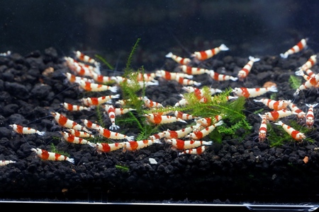 レッドビーシュリンプ繁殖成功でヤフオク！出品