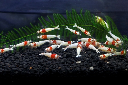 レッドビーシュリンプ繁殖でヤフオク！出品