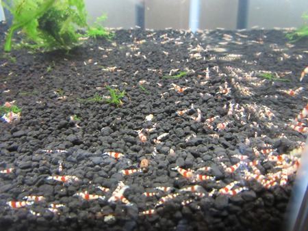 レッドビーシュリンプ繁殖でヤフオク！出品