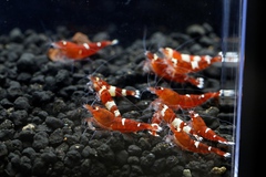 レッドビーシュリンプ繁殖でヤフオク！出品