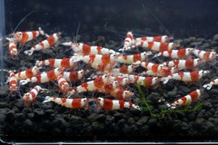 レッドビーシュリンプ繁殖でヤフオク！出品