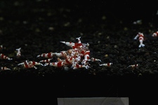 レッドビーシュリンプ繁殖でヤフオク！出品