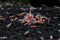 レッドビーシュリンプ繁殖でヤフオク！出品