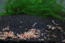 レッドビーシュリンプ繁殖でヤフオク！出品