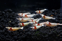 レッドビーシュリンプ繁殖でヤフオク！出品