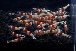 レッドビーシュリンプ繁殖でヤフオク！出品