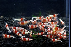 レッドビーシュリンプ繁殖でヤフオク！出品