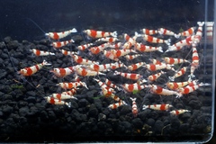 レッドビーシュリンプ繁殖でヤフオク！出品