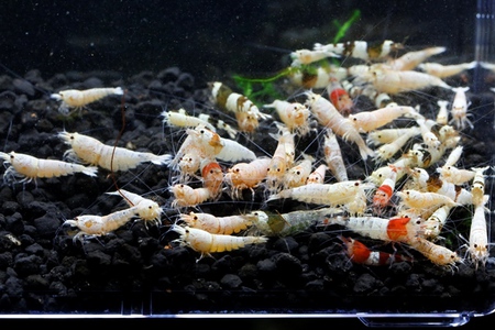 レッドビーシュリンプ繁殖でヤフオク！出品