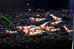 M87でレッドビーシュリンプ繁殖成功でヤフオク！出品