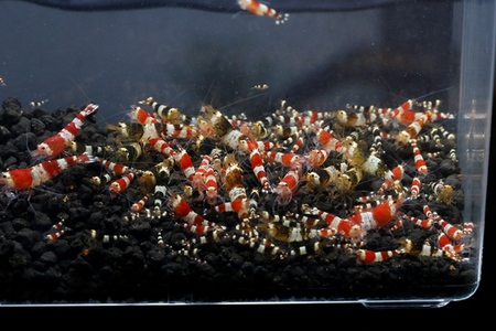 M87でレッドビーシュリンプ繁殖成功でヤフオク！出品