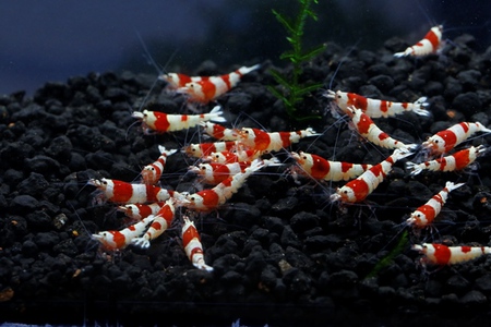 M87でレッドビーシュリンプ繁殖成功でヤフオク！出品