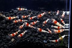 M87でレッドビーシュリンプ繁殖成功でヤフオク！出品