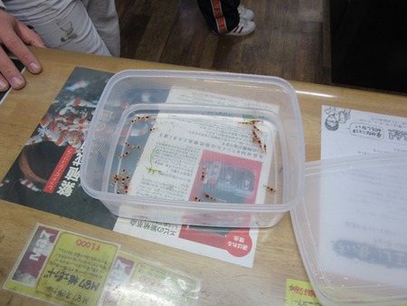 レッドビーシュリンプ