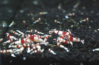 続・意外と危険な外部フィルター 命にかかわるコストダウン