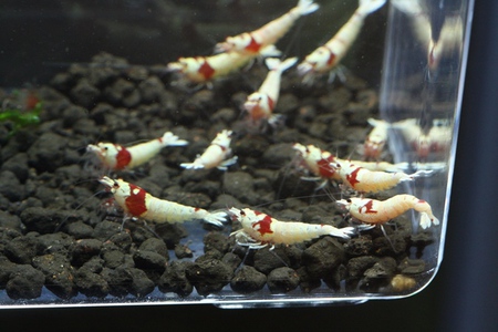 【森蝦】ラブコール出品中のレッドビーシュリンプ 【森蝦】ラブコール出品中のレッドビーシュリンプ