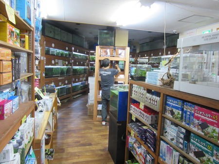 ヤフオク！出品用のレッドビーシュリンプ水槽増設中