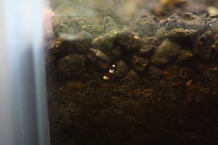 レッドビーシュリンプ稚エビの安全地帯