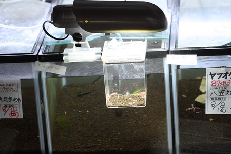 レッドビーシュリンプ　ヤフオク！出品撮影前