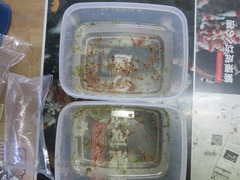 レッドビーシュリンプ繁殖で出品