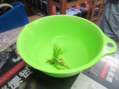 レッドビーシュリンプ繁殖で出品