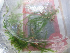 レッドビーシュリンプ繁殖で出品