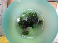 レッドビーシュリンプ繁殖でヤフオク！出品